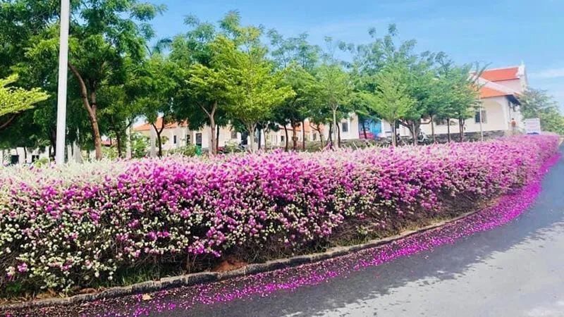 Cây Tuyết Sơn Phi Hồng được trồng để làm đẹp cảnh quan