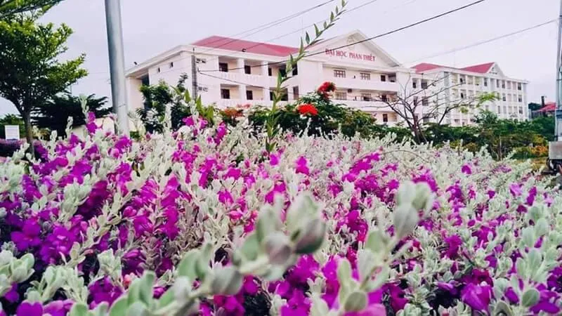 Kỹ thuật trồng cây tuyết sơn phi hồng tại nhà