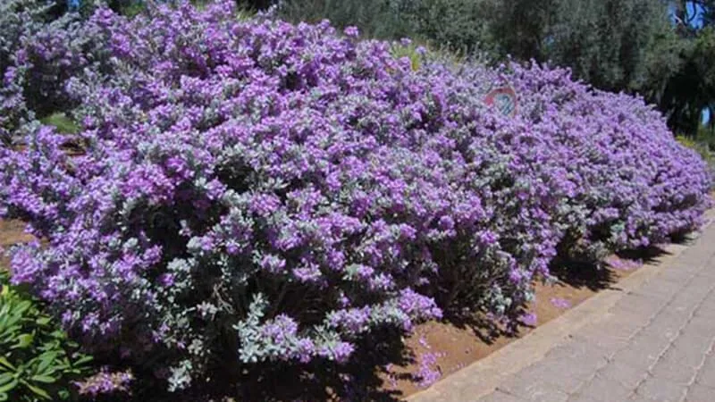 Hướng dẫn chăm sóc cây Tuyết Sơn Phi Hồng đúng cách