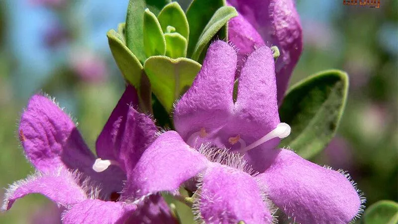 Những lưu ý quan trọng khi trồng cây Tuyết Sơn Phi Hồng