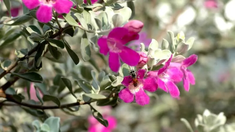 Cận cảnh vẻ đẹp của hoa Tuyết Sơn Phi Hồng