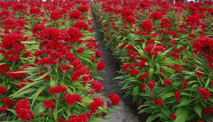 Giới thiệu hoa mào gà lửa