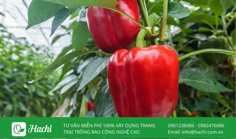 Mô hình trồng ớt thủy canh cho năng suất cao, giảm thiểu sâu bệnh