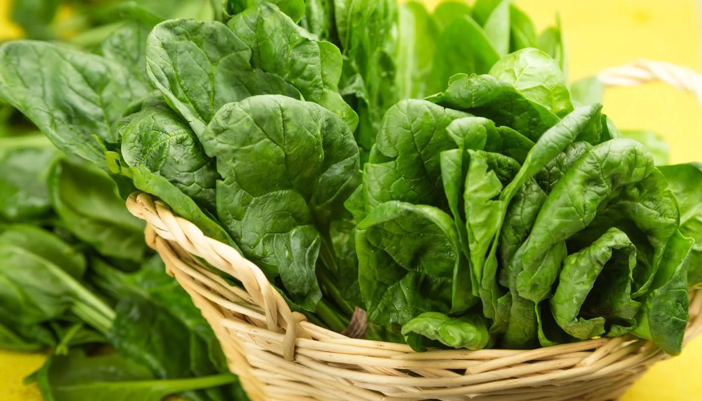 So sánh các giống cải bó xôi lá phẳng và lá nhăn (Savory) phổ biến