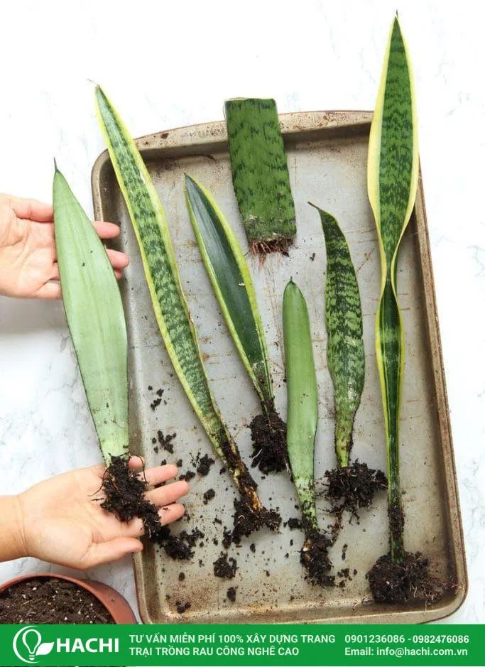 giống cây trồng lưỡi hổ thủy canh