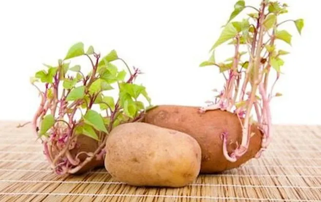 Các loại củ khoai lang giống khác nhau như Nhật, Mật, Tím được phân loại