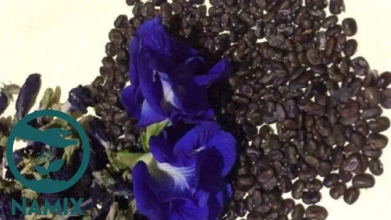 Tuyển chọn hạt giống hoa đậu biếc khỏe, mẩy để gieo trồng