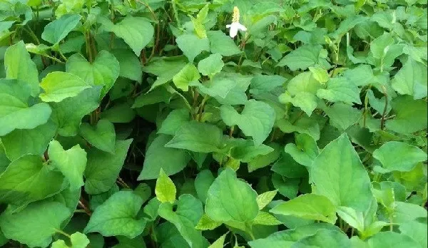 giống rau diếp cá chất lượng cho hệ thống thủy canh