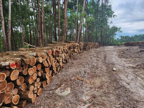 Gỗ cây keo lá tràm được khai thác trong lâm nghiệp