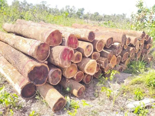 Phần thân và vỏ của cây keo lá tràm trưởng thành