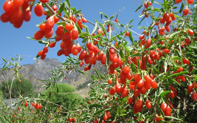 Cách Trồng Nhân Sâm Bằng Hạt: Hướng Dẫn Kỹ Thuật Chuyên Sâu Từ A Đến Z