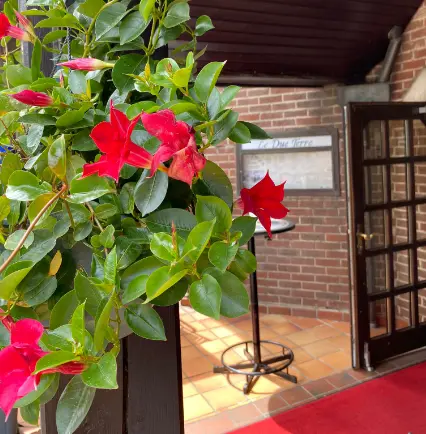 Cách Trồng Hoa Hướng Dương Cao Đạt Kích Thước Khổng Lồ