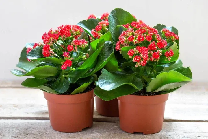 Cây Sống Đời cần được quản lý nước tưới và ánh sáng nghiêm ngặt vào giai đoạn kích hoa, bắt đầu từ giữa tháng 10 âm lịch để đảm bảo hoa nở đúng Tết.