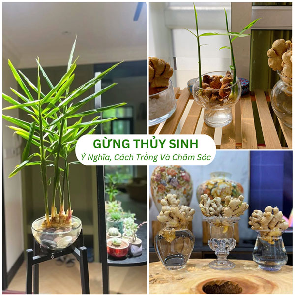 Cách Trồng Cây Lan Nước Thủy Sinh Đẹp Mắt, Dễ Chăm Sóc