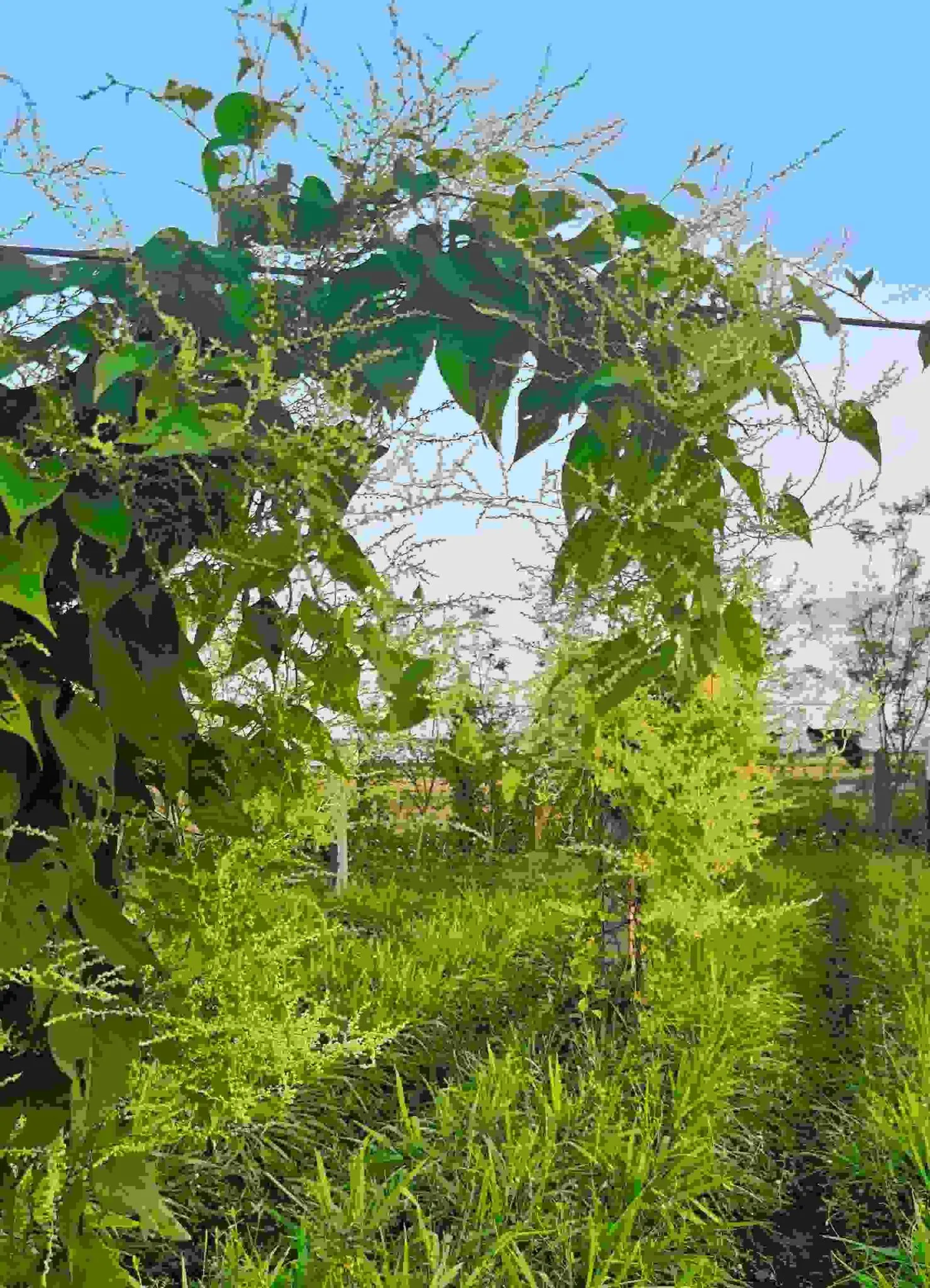 Cách Trồng Hà Thủ Ô: Hướng Dẫn Kỹ Thuật Chi Tiết Từ A Đến Z