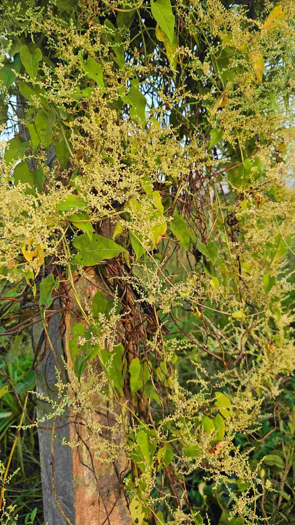 Cách Trồng Hà Thủ Ô: Hướng Dẫn Kỹ Thuật Chi Tiết Từ A Đến Z