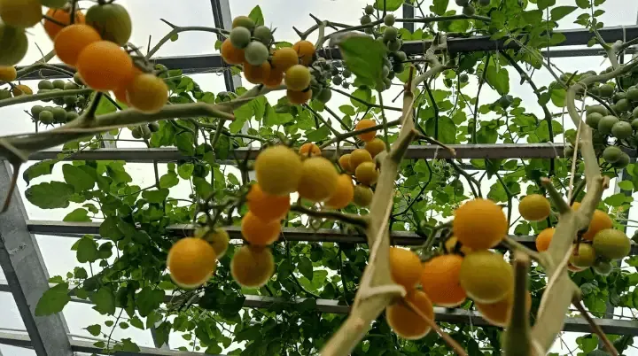 Một cây cà chua bi đang được chăm sóc cẩn thận để phòng trừ sâu bệnh gây hại