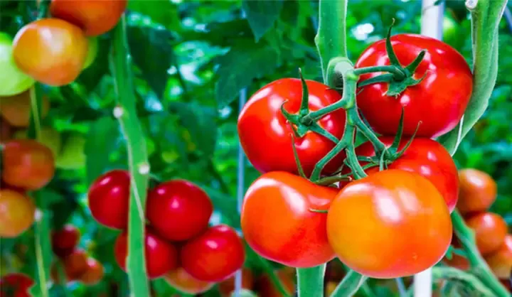 Cây cà chua bi ra quả trĩu cành sau khi áp dụng cách trồng cà chua từ hạt giống đúng kỹ thuật