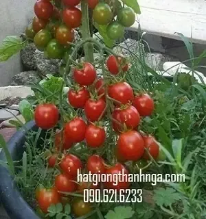 Túi hạt giống cà chua bi chất lượng cao chuẩn bị cho việc gieo trồng