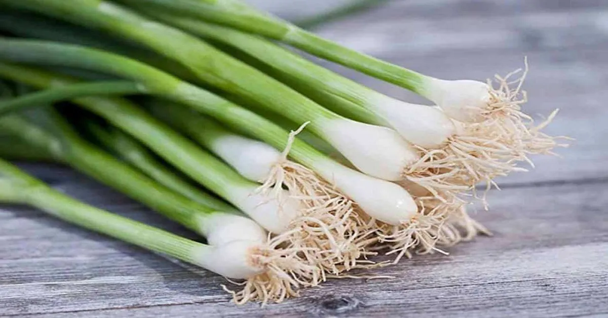 Các cách trồng hành lá