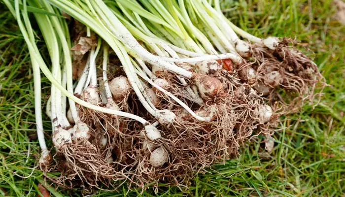 Giải Thích Hành Tăm Là Gì, Đặc Điểm Nhận Dạng Củ Nén