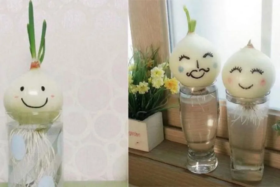 Trồng hành tây bằng nước có tác dụng kháng khuẩn mạnh, có thể tiêu diệt các vi khuẩn lây nhiễm