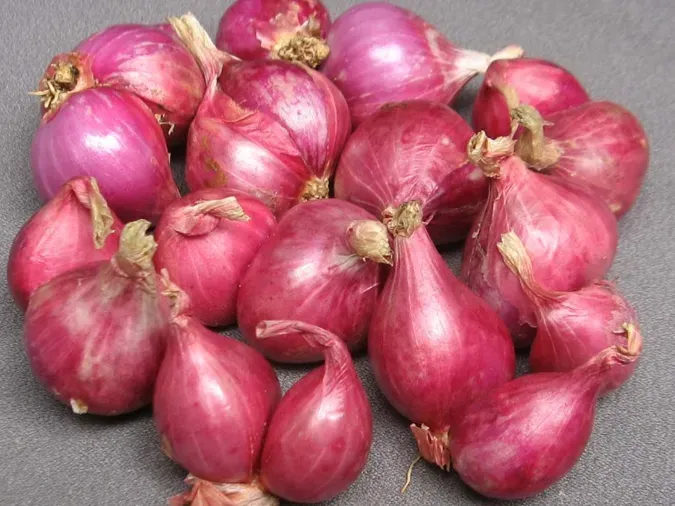 Tận dụng những củ hành tím có sẵn trong bếp để bắt đầu trồng tại nhà