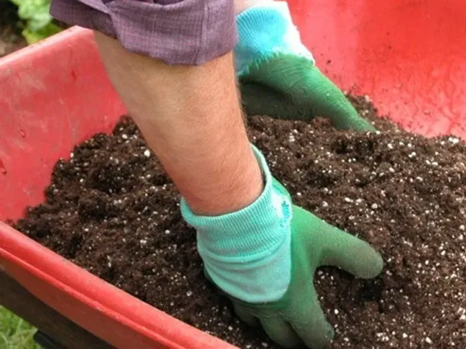 Sử dụng các loại phân hữu cơ an toàn cho củ hành tím khi bón thúc