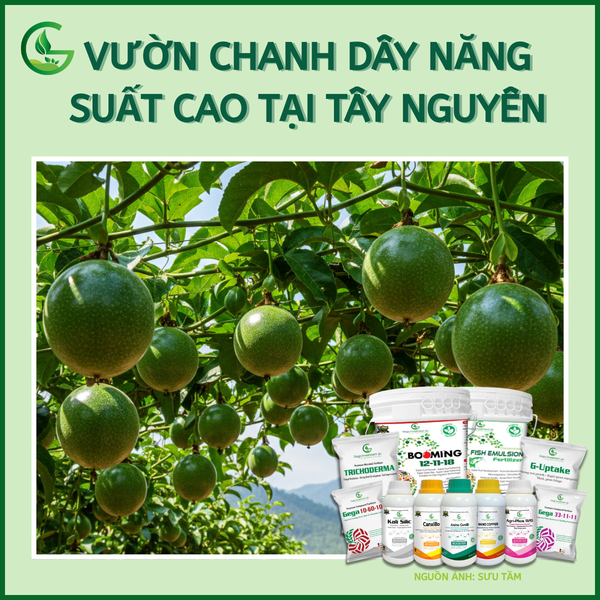 Kỹ Thuật Trồng Chanh Dây Đạt Năng Suất Cao Từ A Đến Z