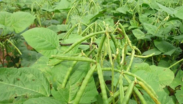 Hạt đậu đen xanh lòng chất lượng cao được chọn lọc kỹ lưỡng trước khi gieo trồng