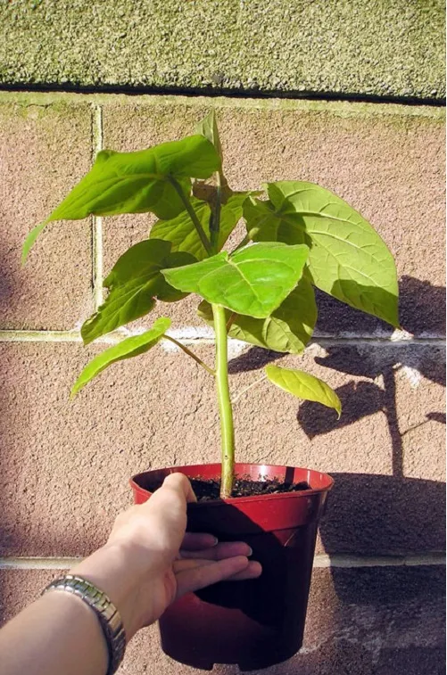 Cây con 1 tháng tuổi cần được chăm sóc đầy đủ ánh sáng