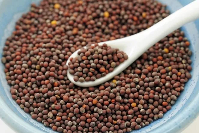 Hạt giống cải bẹ xanh