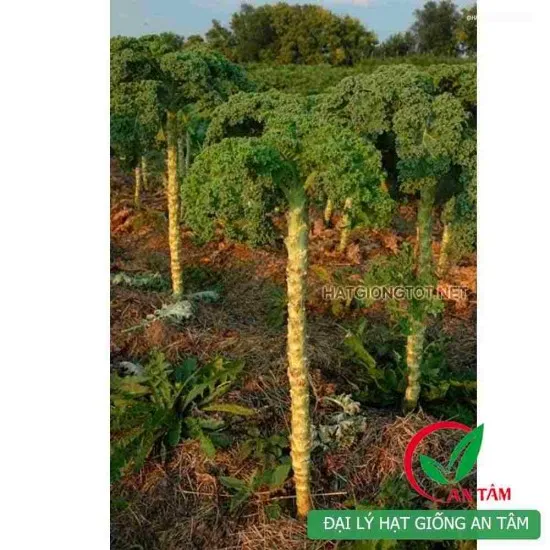 Trồng cải xoăn Kale đạt năng suất cao tại vườn nhà