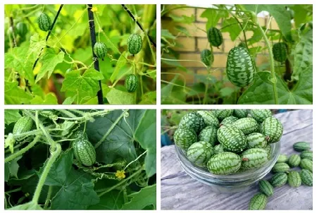 Hình ảnh hạt giống dưa hấu tí hon đang được ươm trong khay