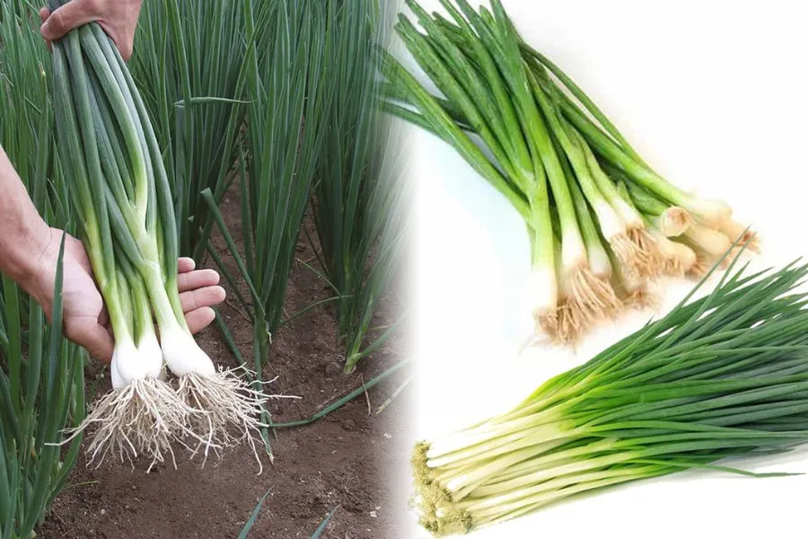 Cẩm Nang Chuyên Sâu: Quy Trình Chi Tiết Cách Trồng Hạt Hành Lá Hiệu Quả Tại Nhà Cẩm Nang Chuyên Sâu: Quy Trình Chi Tiết Cách Trồng Hạt Hành Lá Hiệu Quả Tại Nhà