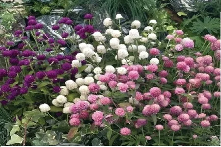 Hoa cúc bách nhật Mix