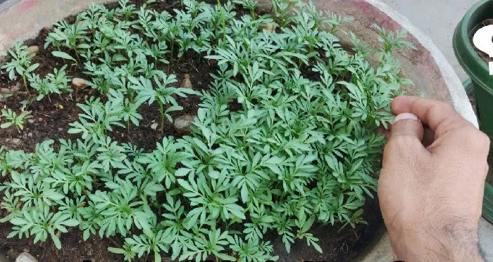 Cách Trồng Hoa Cúc Bằng Hạt: Hướng Dẫn Chi Tiết A-Z Cho Người Mới Bắt Đầu