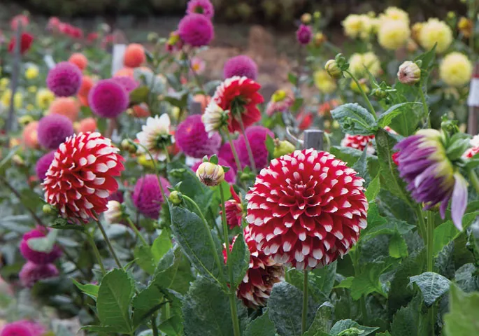 Hạt giống hoa thược dược được gieo cẩn thận trong đất