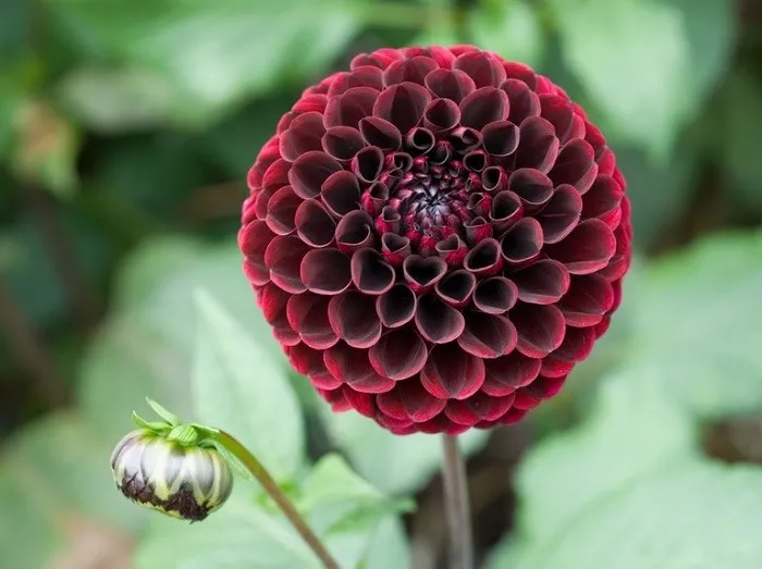 Bón phân đều đặn giúp hoa thược dược kéo dài thời gian ra hoa