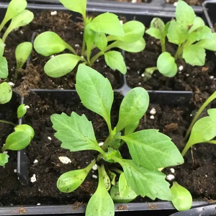 Cây con hoa thược dược nảy mầm sau 7-10 ngày gieo trồng