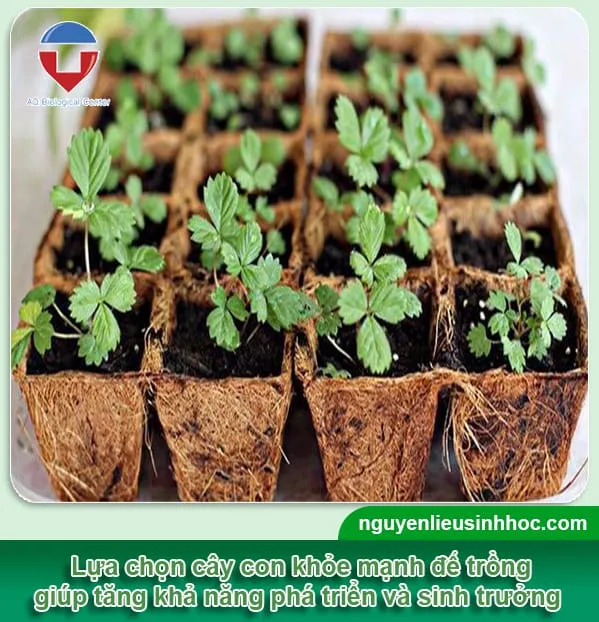 So sánh cây dâu tây con và hạt giống dâu tây