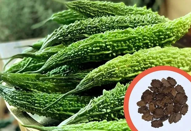 Lựa chọn và xử lý hạt giống mướp đắng chất lượng