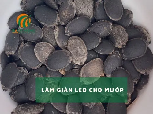 Hạt giống mướp chất lượng cao đã được xử lý sơ bộ trước khi gieo