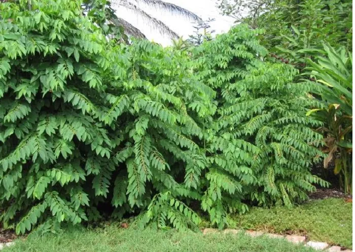 Quy trình chăm sóc và thu hoạch rau ngót trồng bằng hạt giống tại nhà