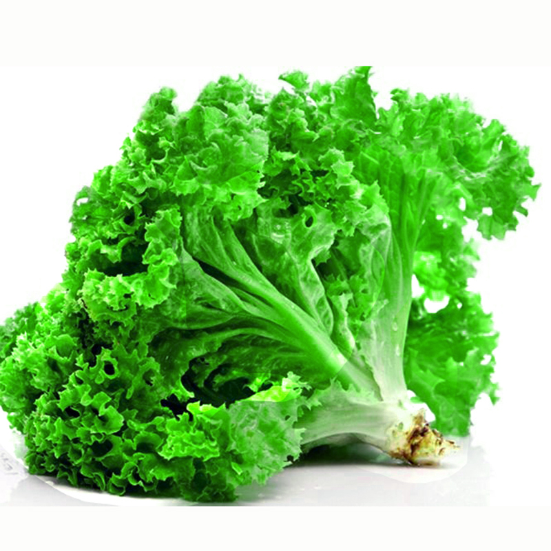 Cách Trồng Rau Xà Lách Xoăn Tím: Hướng Dẫn Chi Tiết Để Đạt Năng Suất Cao