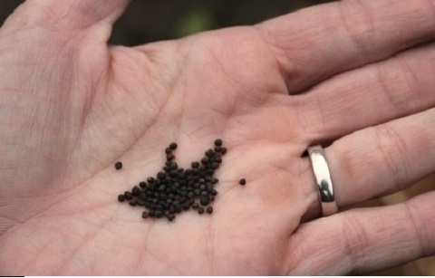 Hạt giống su hào được đóng gói cẩn thận để đảm bảo chất lượng