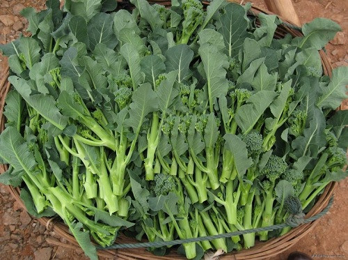 Hướng Dẫn Chi Tiết Cách Trồng Súp Lơ Xanh Baby Đạt Năng Suất Cao