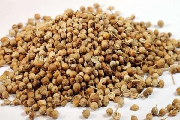 Hạt giống tía tô