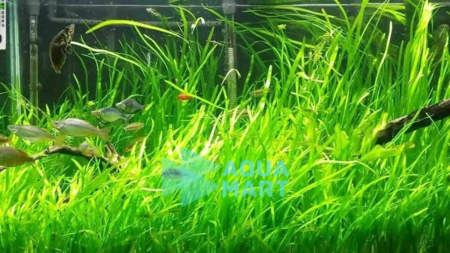 Hình ảnh cận cảnh gốc cây hẹ nước thủy sinh đang phát triển rễ khỏe mạnh trong lớp nền sỏi