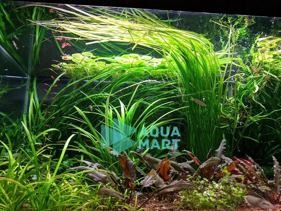 Hẹ nước thủy sinh phát triển dày đặc, tạo khu rừng xanh dưới nước cho hồ cá